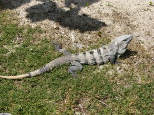 Mexico, Cancun - local lizard