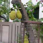 Dhaka - durian fruit tree