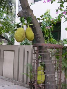 Dhaka - durian fruit tree