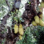 Durian fruit tree