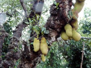 Durian fruit tree
