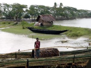 Cutting and shipping bamboo poles.