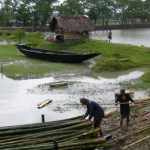 Cutting and shipping bamboo poles