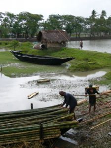 Cutting and shipping bamboo poles