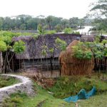 Simple thatch and bamboo farm houses