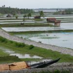 Rice farms and muddy roads