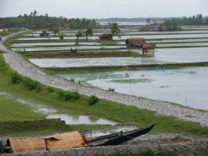 Rice farms and muddy roads