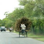 Sugar cane on the way to market.