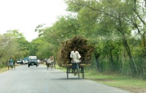 Sugar cane on the way to market.