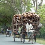 Coconut husks on the way to market.