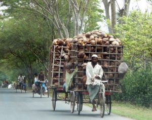 Coconut husks on the way to market.