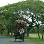 Coconut husks on the way to