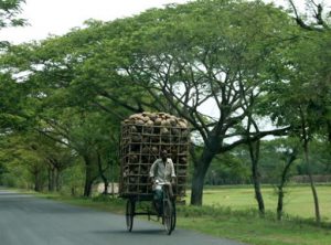 Coconut husks on the way to