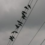 Crows on the line