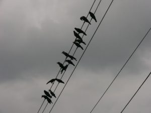 Crows on the line
