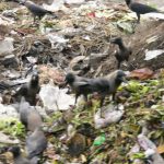 Khulna - scavengers