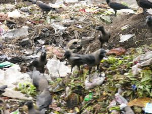 Khulna - scavengers