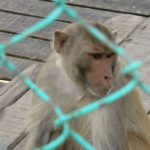 Monkey in temporary protective custody in