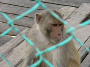 Monkey in temporary protective custody in