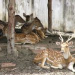 Deer in temporary protective custody in