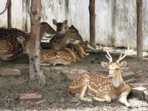 Deer in temporary protective custody in