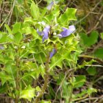 Flora in the Sundarbans National Park