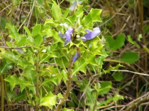 Flora in the Sundarbans National Park