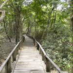 Walkway in the Sundarbans National Park