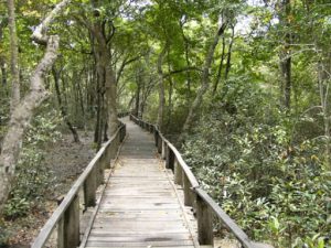 Walkway in the Sundarbans National Park