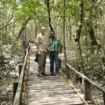 Walkway in the Sundarbans National Park