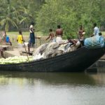 Cargo boat in the Sundarbans National Park