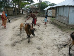 Village life in the Sundarbans National