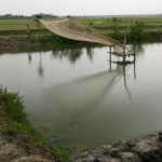 Fish farms in the Sundarbans National Park