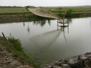 Fish farms in the Sundarbans National Park