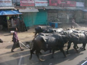 From Chittagong to Cox's Bazar -