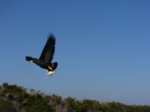 Eagle snatching a fish