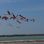 American and Caribbean flamingos