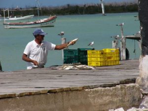 Rio Lagartos - cleaning the catch of the day