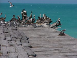 Pelicans and cormorants on an old