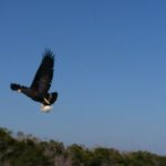 Eagle snatching a fish