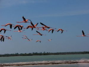 American and Caribbean flamingos