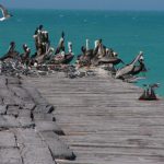 Pelicans and cormorants on an old