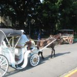 Carriage rides in the park