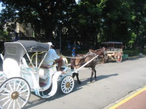 Carriage rides in the park