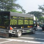 Bananas on the way to market