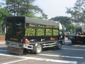 Bananas on the way to market