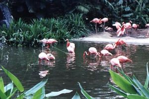 Jurong Bird Park