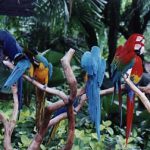 Jurong Bird Park