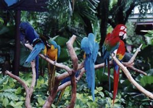 Jurong Bird Park