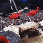 Jurong Bird Park (scarlet ibis)